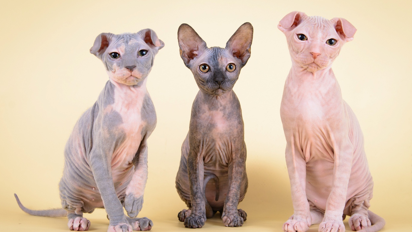 Котята украинский левкой