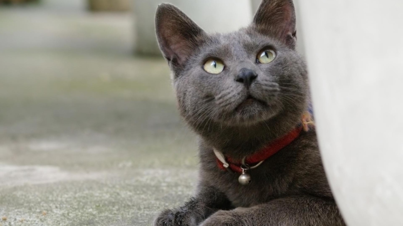 Кот корат смотрит вверх