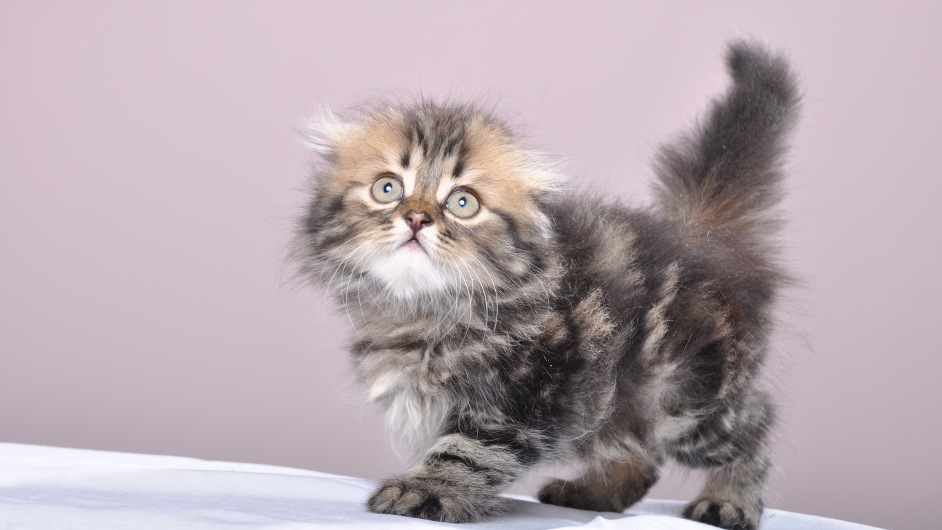 Маленький котенок британской длинношерстной кошки