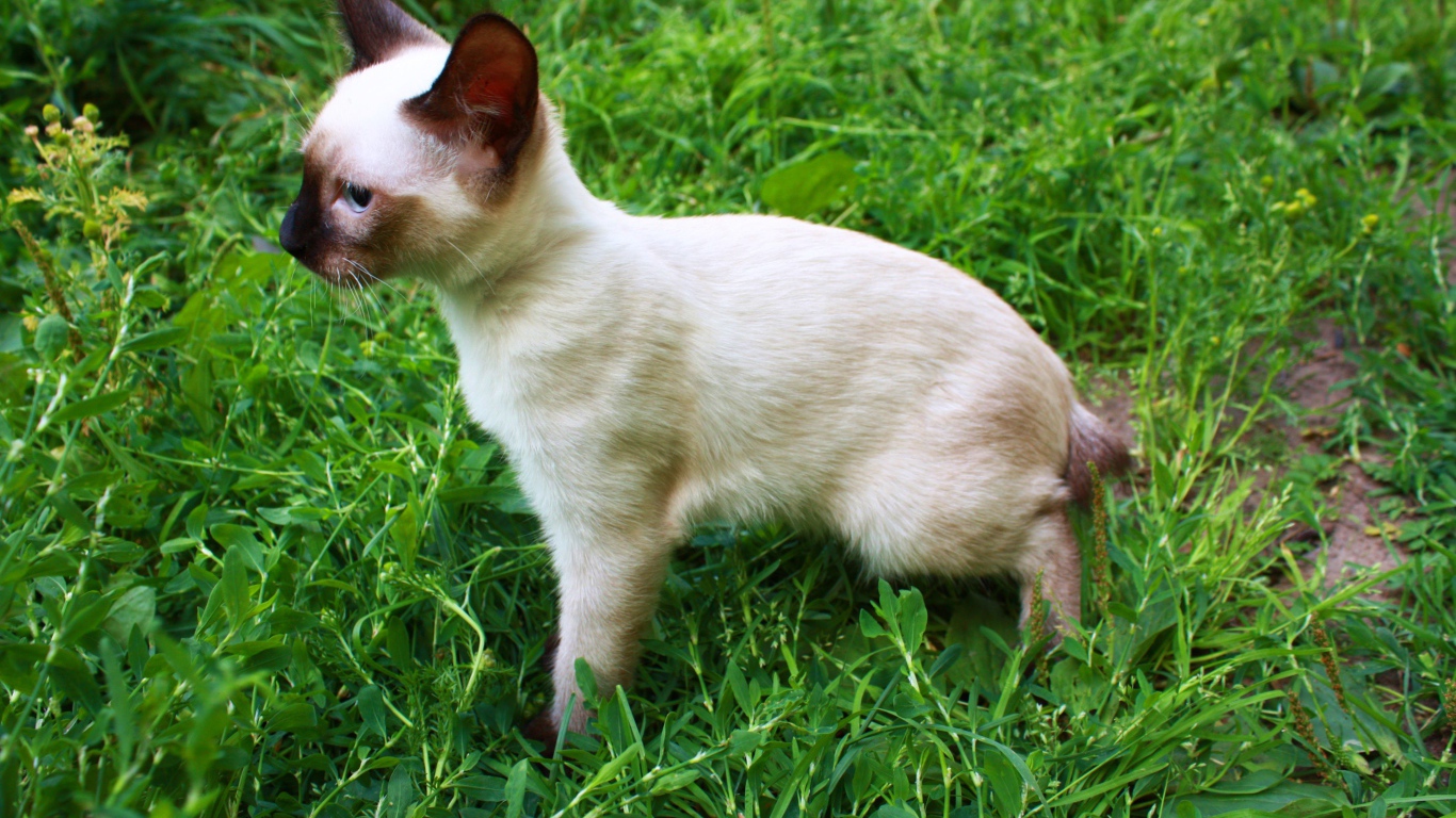 Маленький меконгский бобтейл на траве