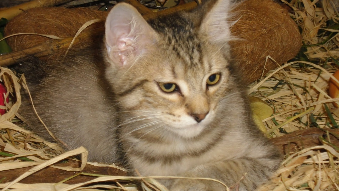 Маленький котенок пиксибоб