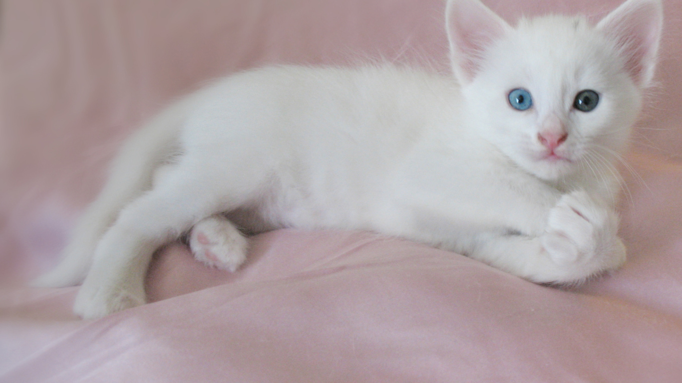 Маленький котенок турецкая ангора