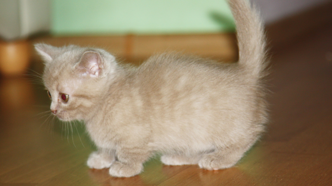 Маленький котенок манчкин