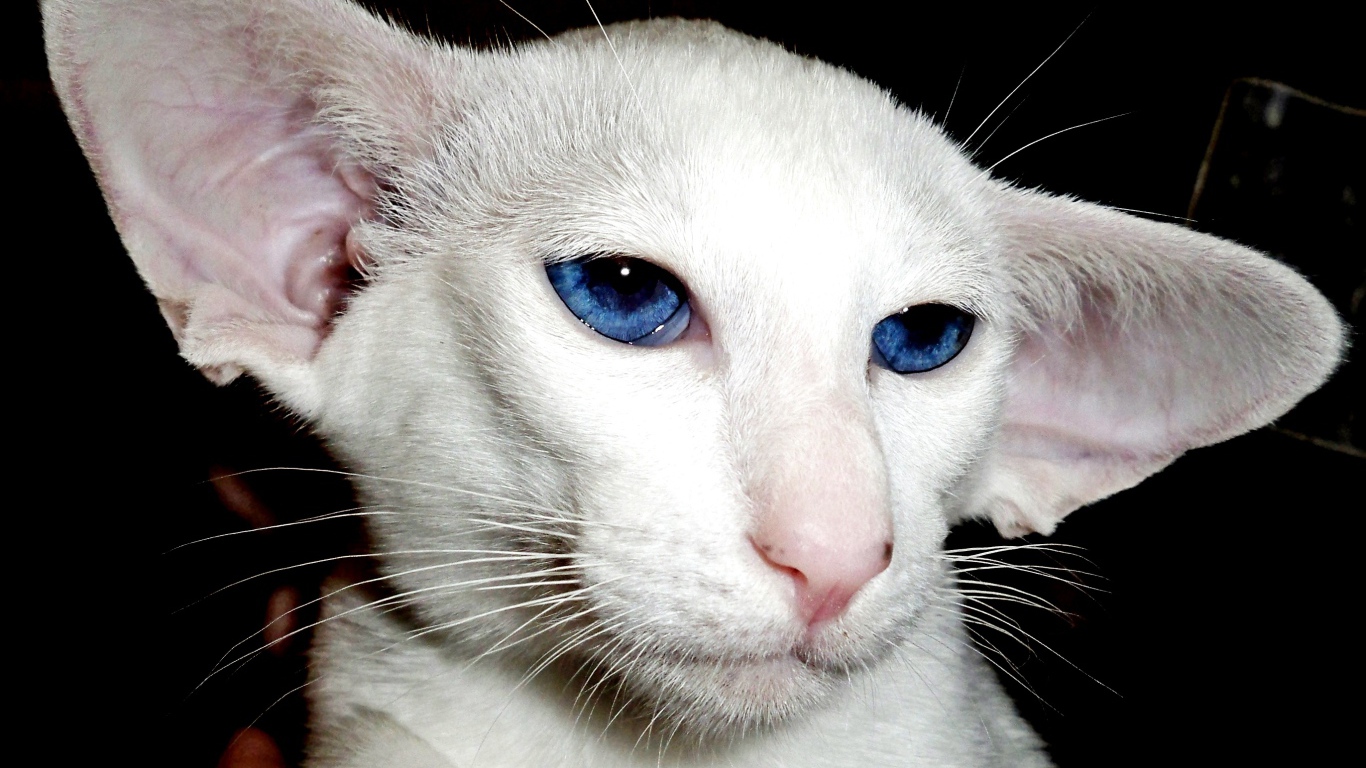 Лопоухий форин вайт