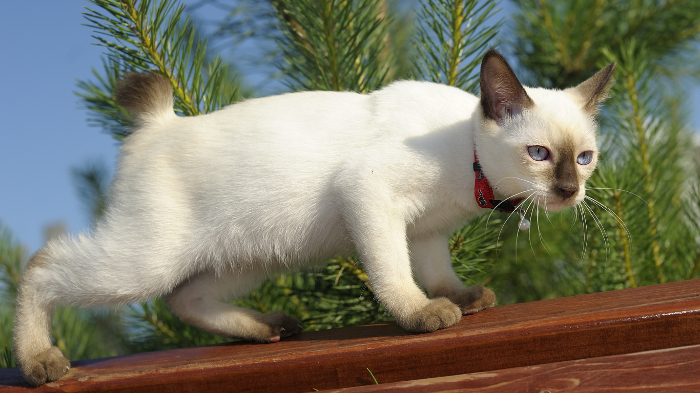Меконгский бобтейл на улице