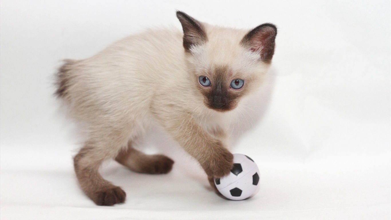 Котенок меконгский бобтейл с мячом