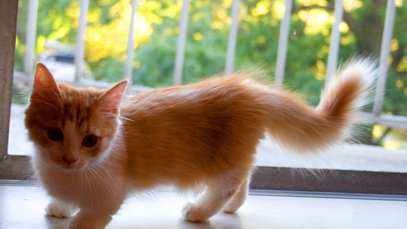 Котенок манчкин на подоконнике
