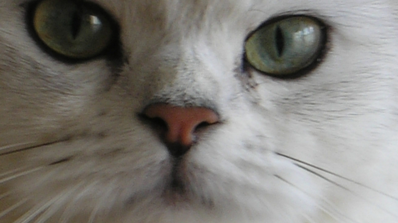 Мордочка британской длинношерстной кошки