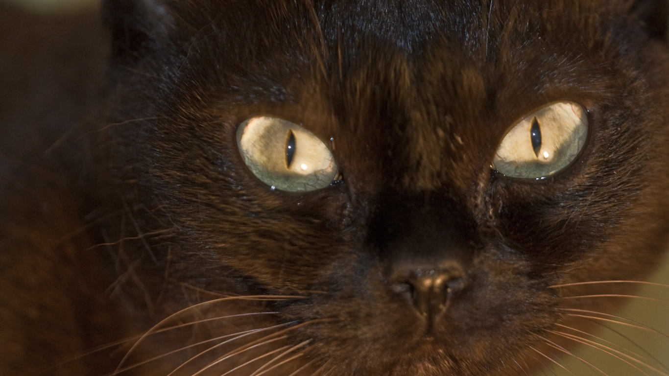 Мордочка бурманской кошки