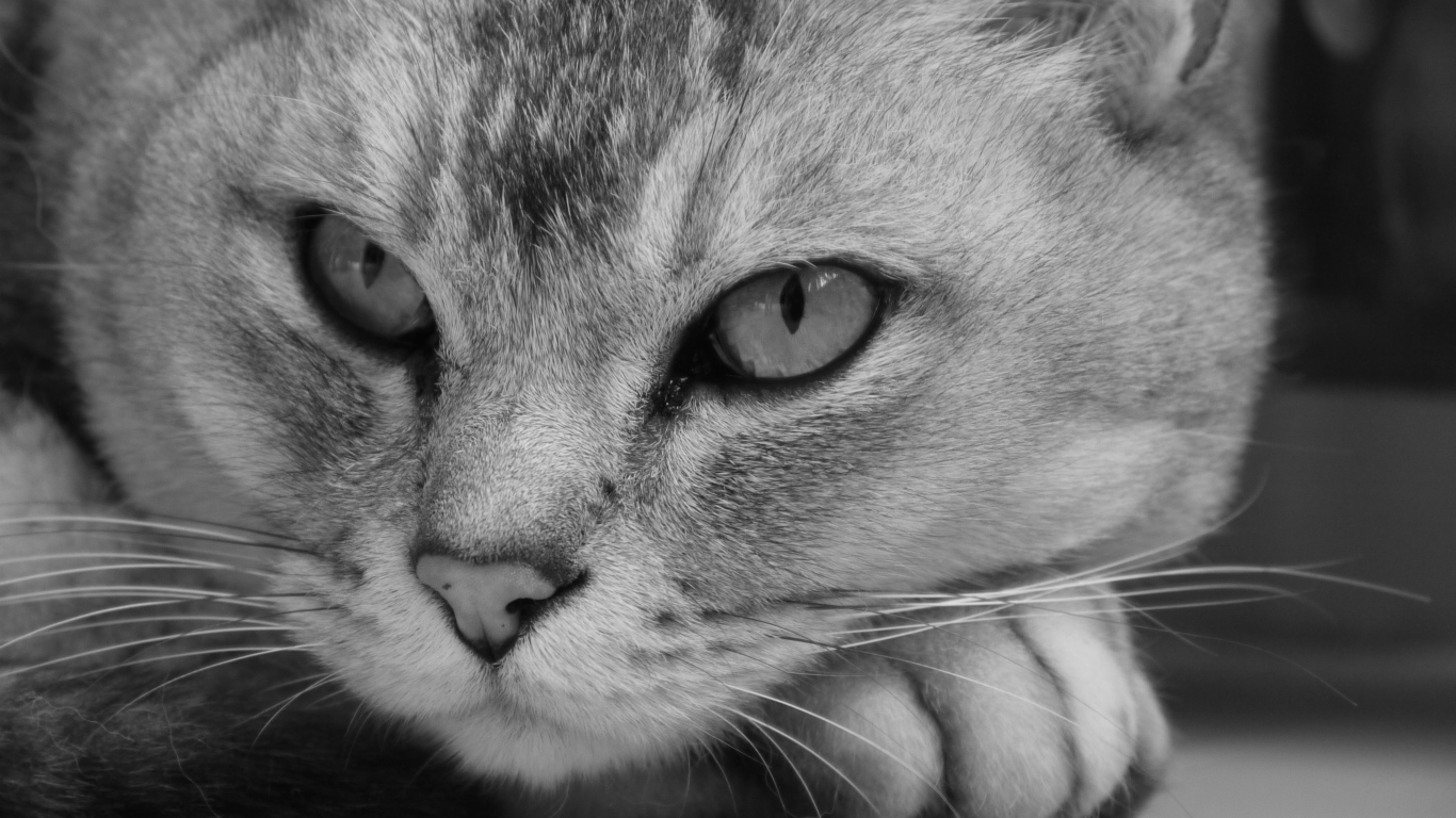 Морда кота бурмилла