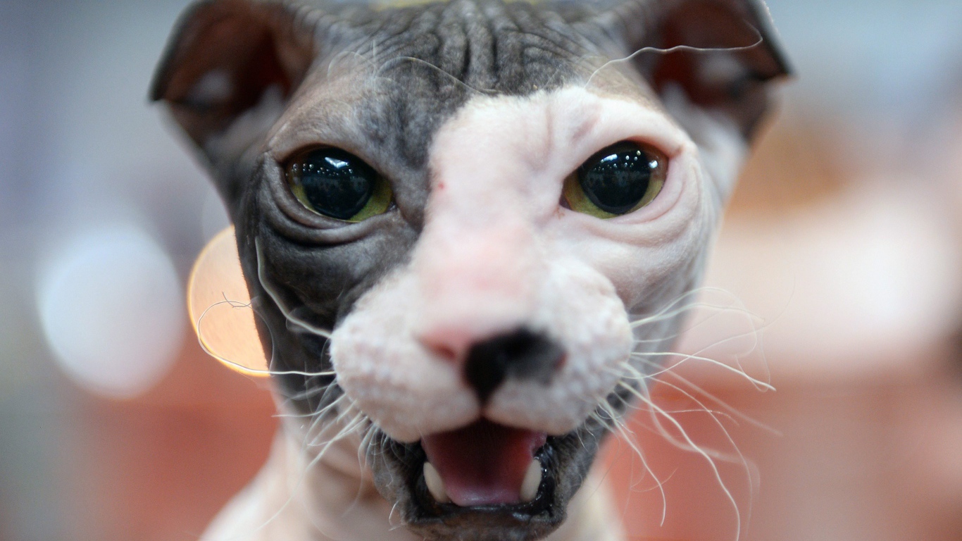 Морда кота украинский левкой