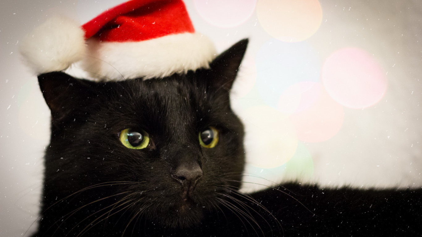 Новогодний наряд бомбейской кошки