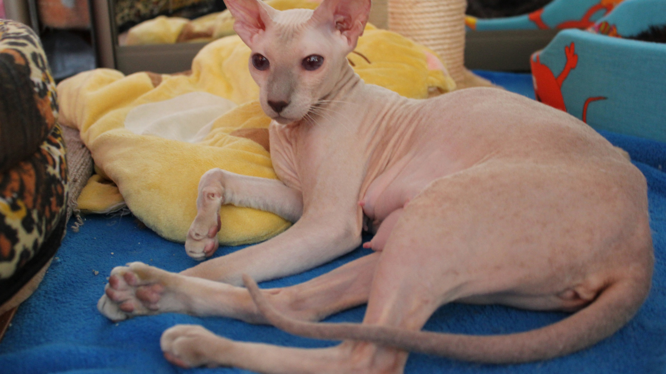 Благородная порода петерболд