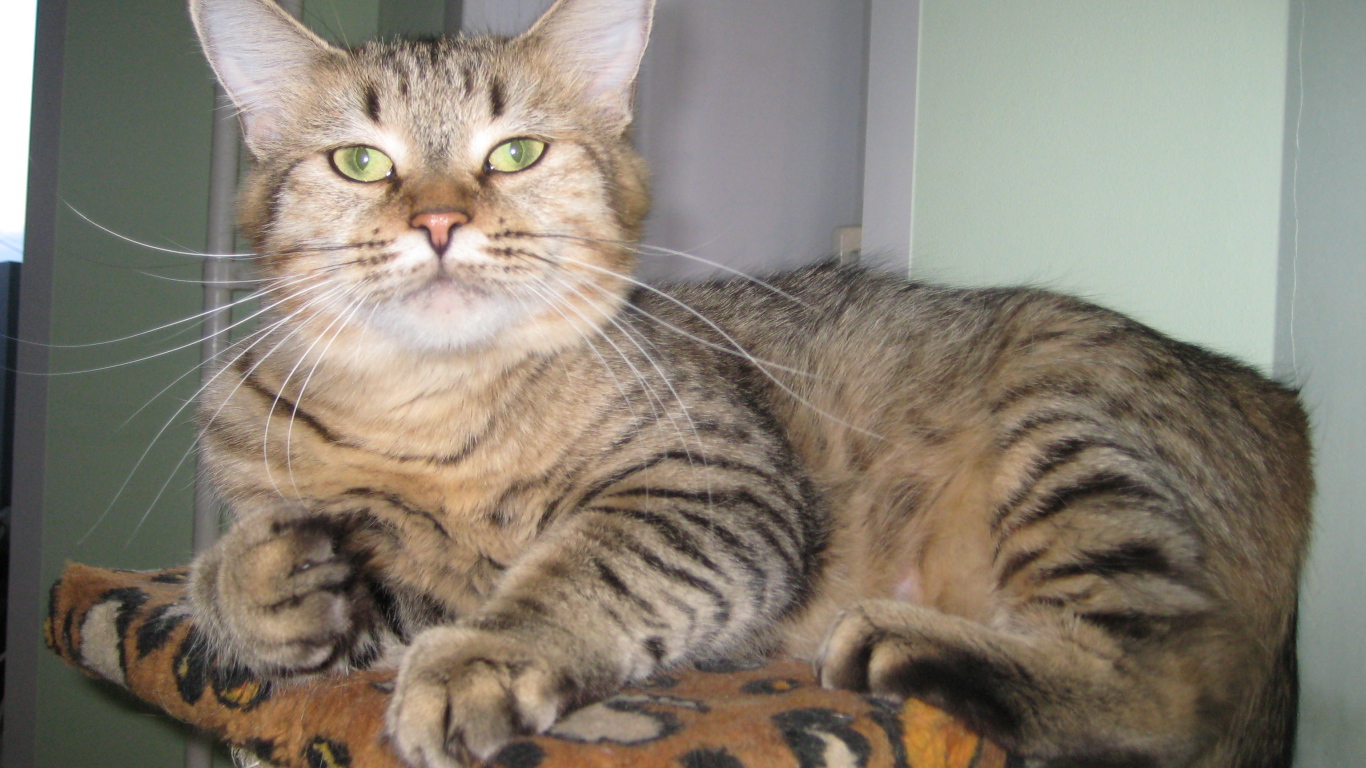 Благородный кот пиксибоб