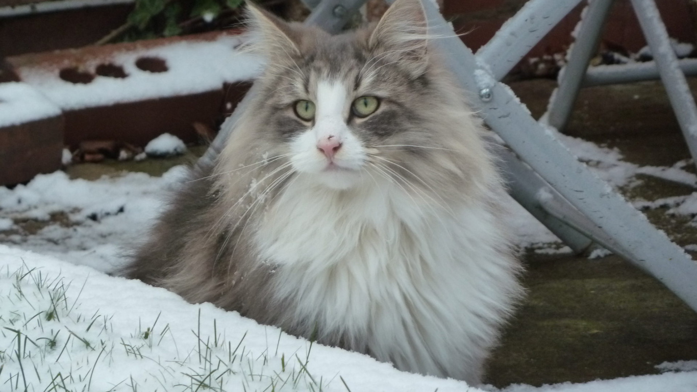 Норвежская лесная кошка зимой