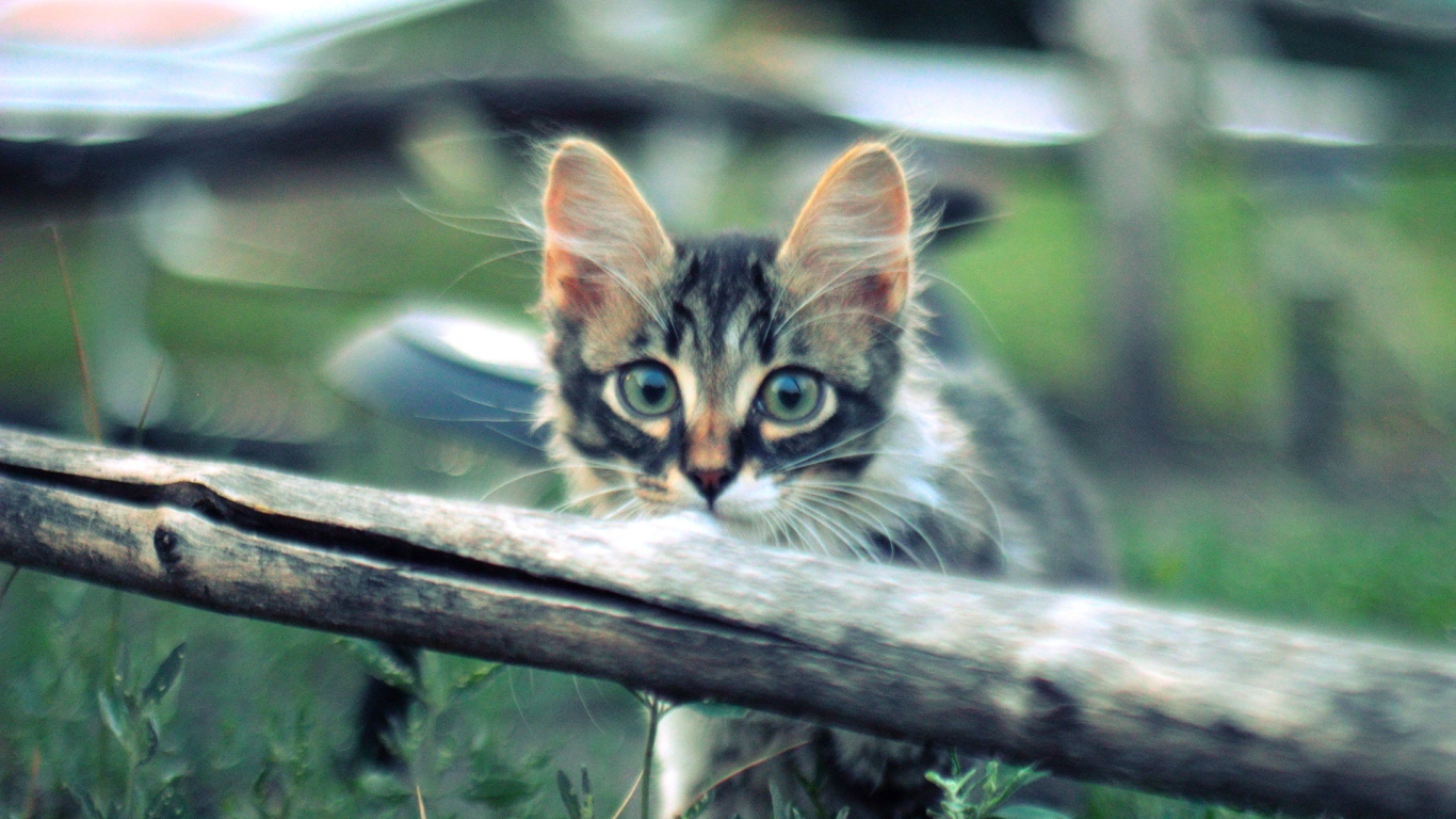 Котенок норвежской лесной кошки