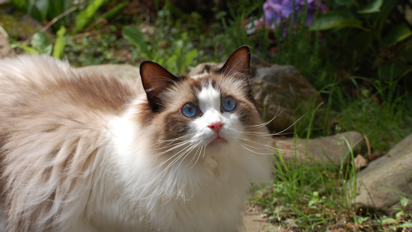 Голубоглазая кошка рэгдолл