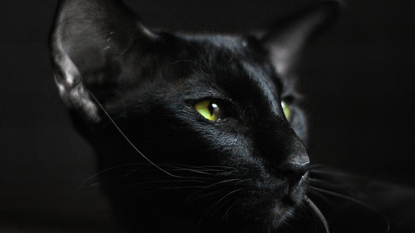 Взгляд ориентальной короткошерстной кошки