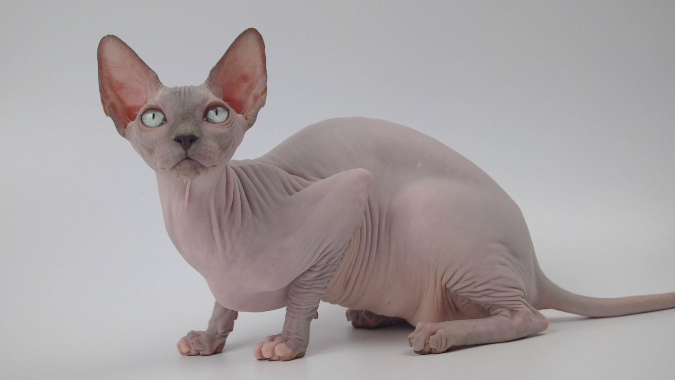 Петербургский сфинкс петерболд