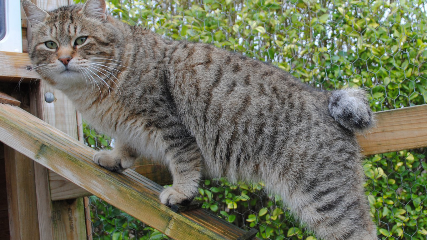 Пиксибоб на природе