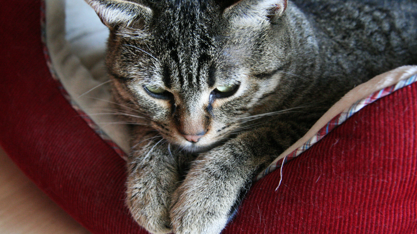 Пиксибоб свесил лапки