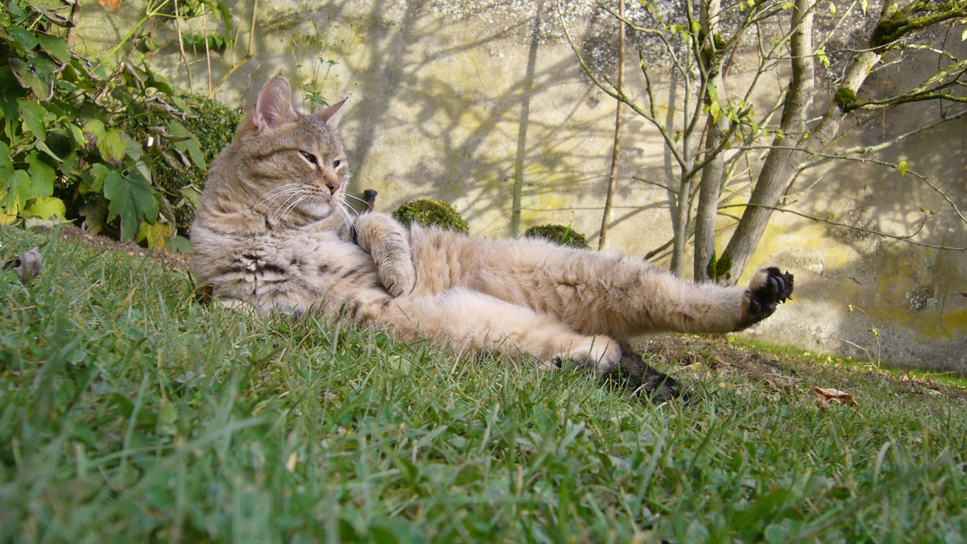 Пиксибоб гуляет на улице