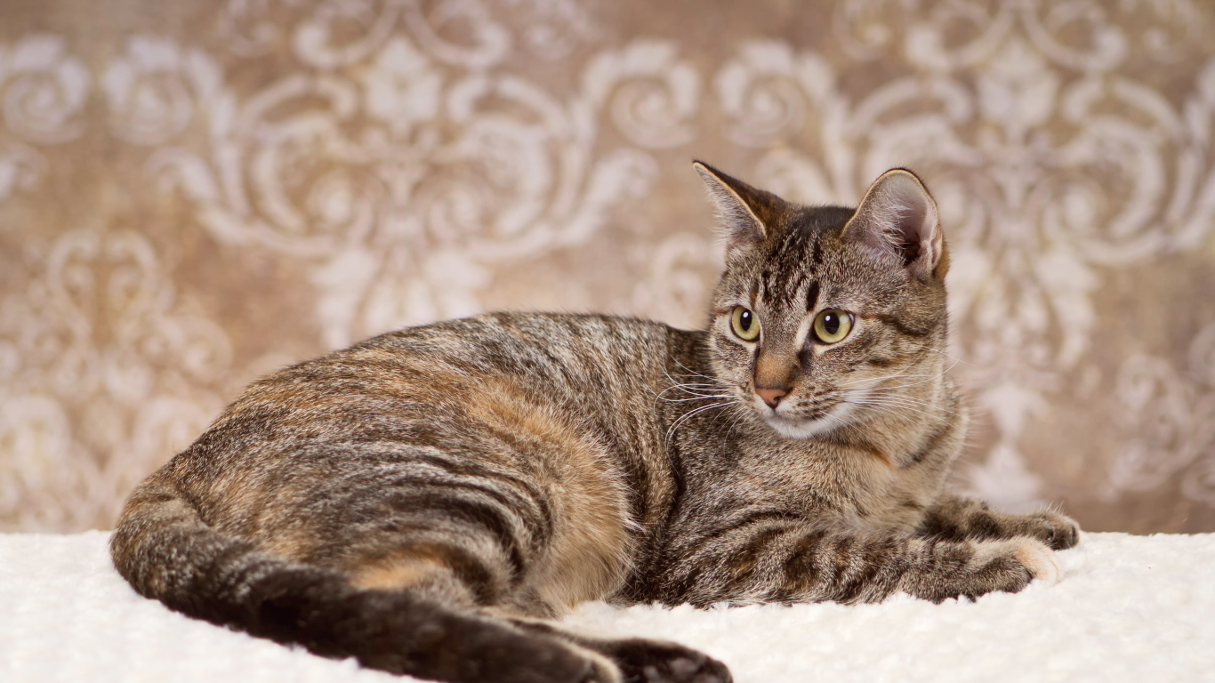 Игривая кошка на ковре