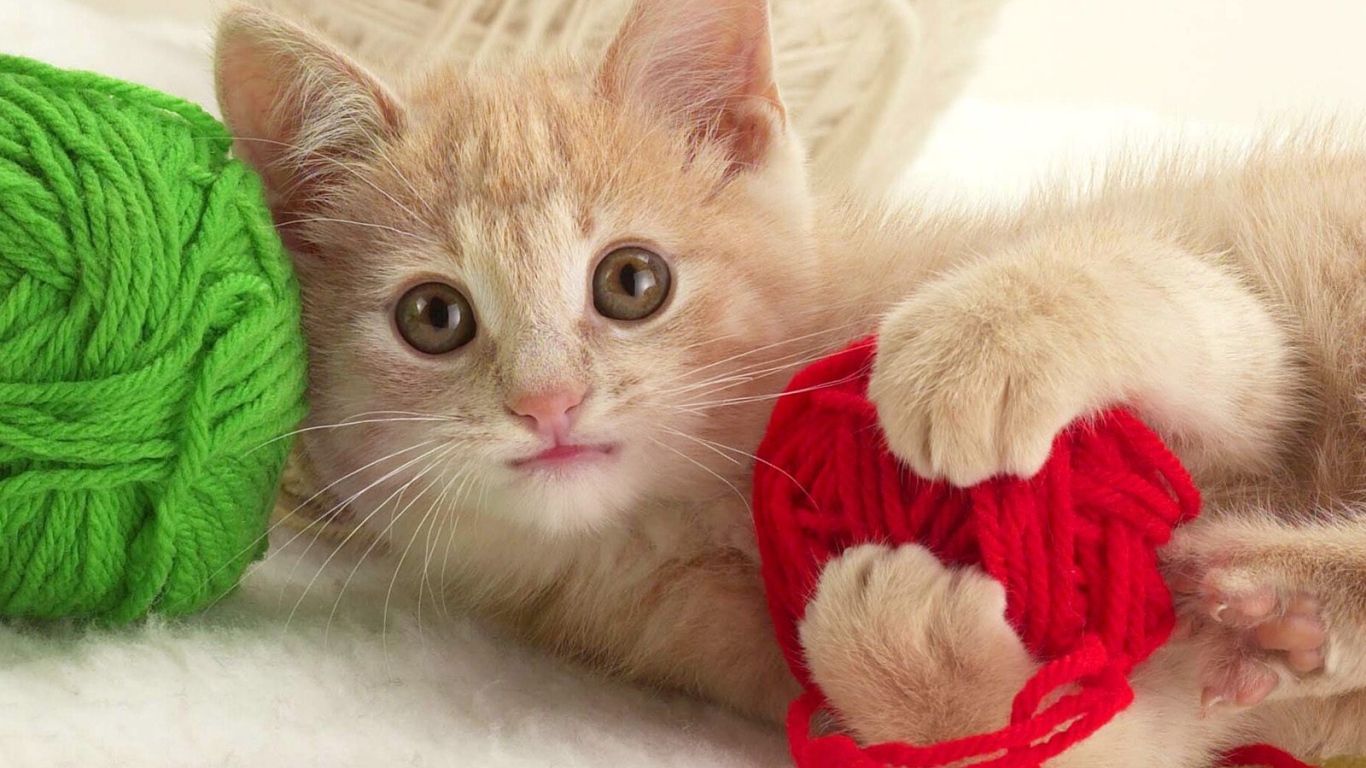 Игривый котенок