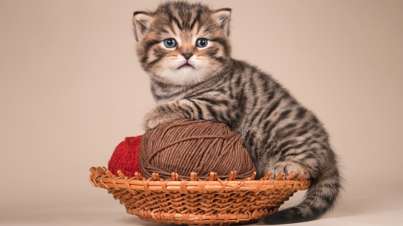 Игривый котенок британской короткошерстной кошки