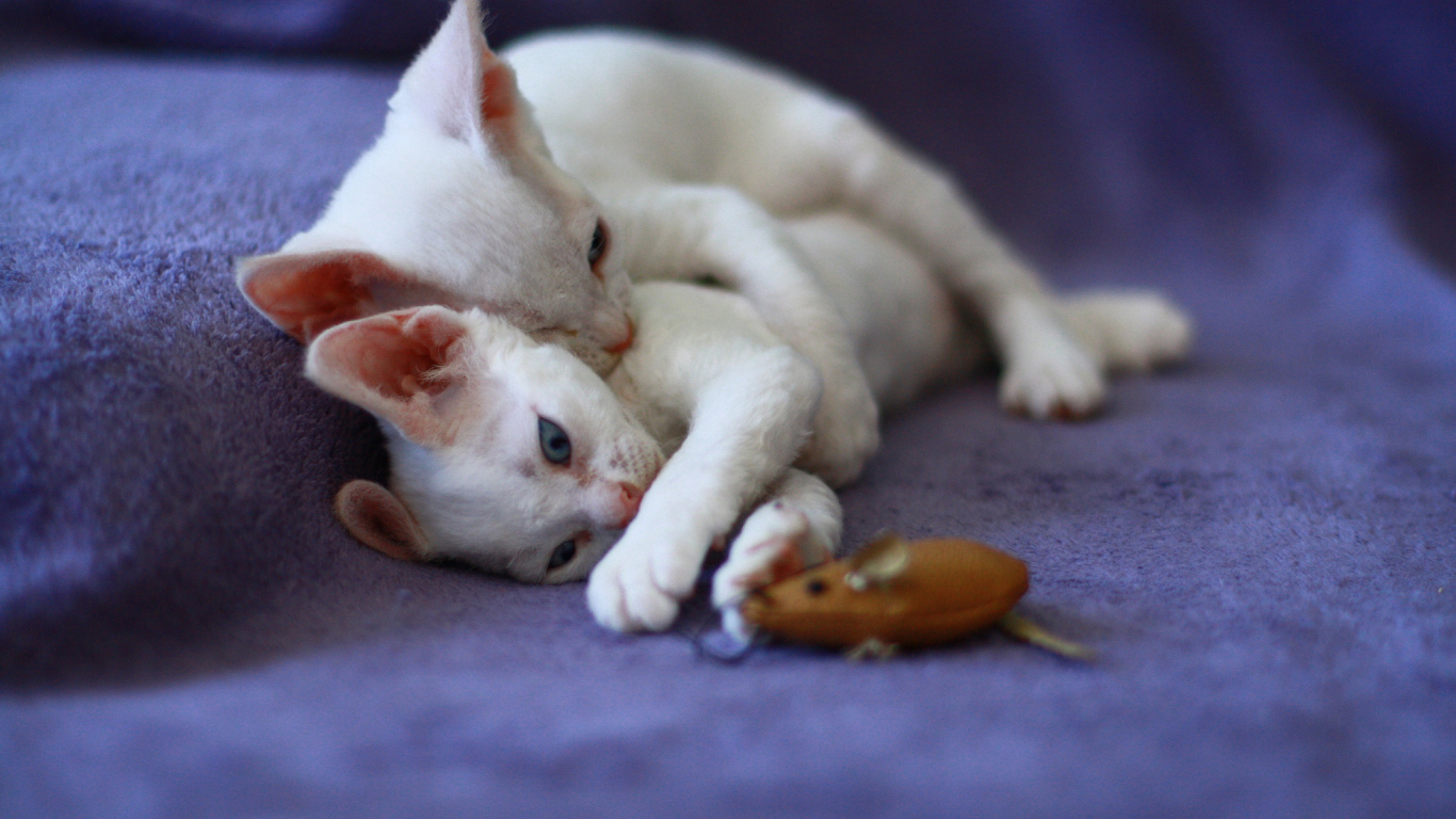 Игривые котята девон-рекс