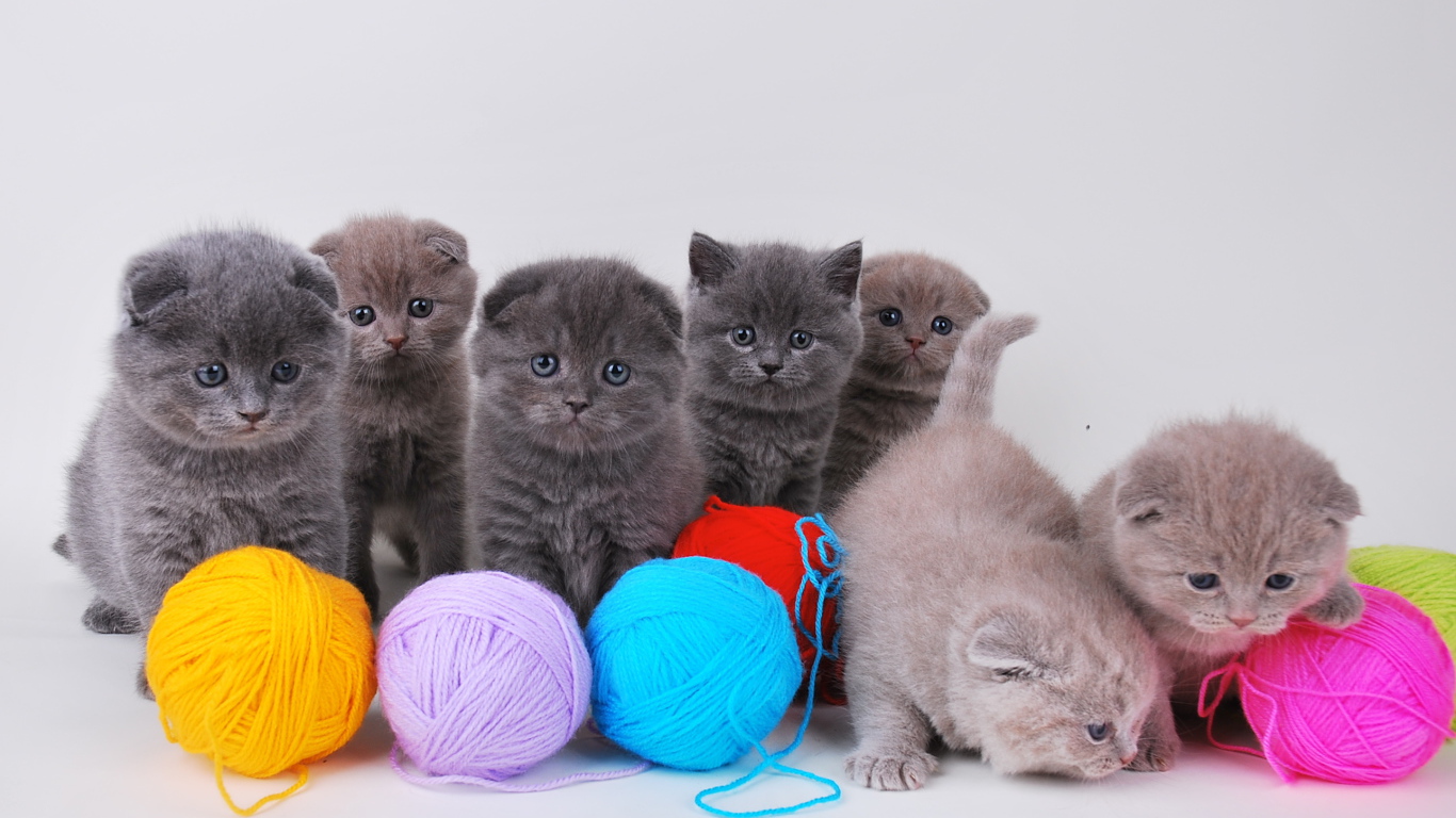 Игривые котята шотландской кошки