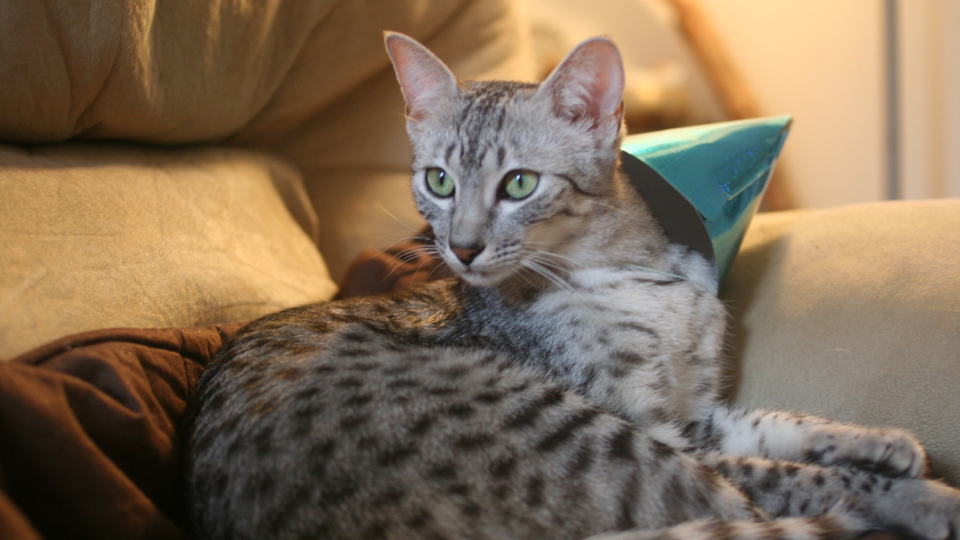 Гордая египетская мау