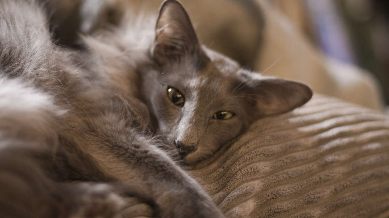 Гордая ориентальная длинношерстная кошка