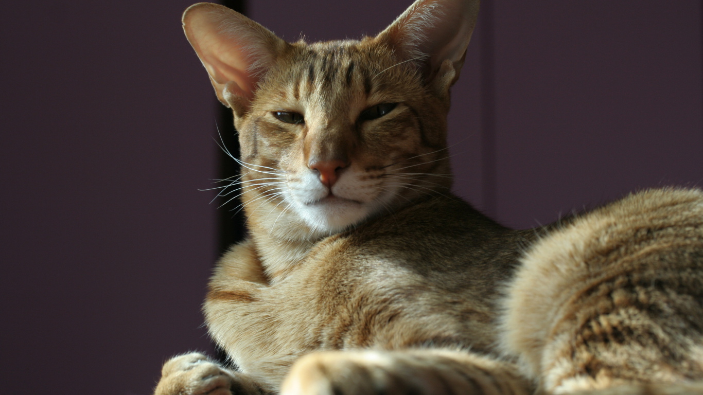 Гордая ориентальная короткошерстная кошка