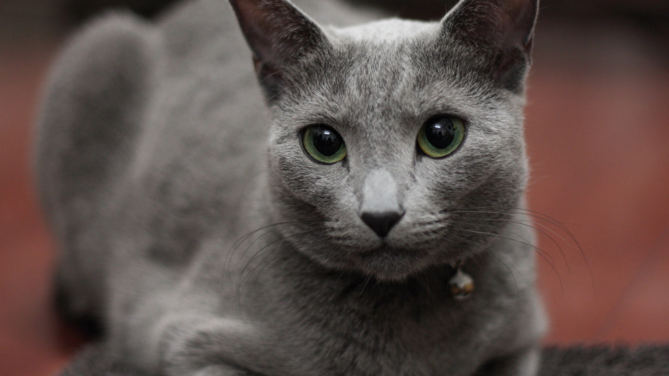 Гордая русская голубая кошка