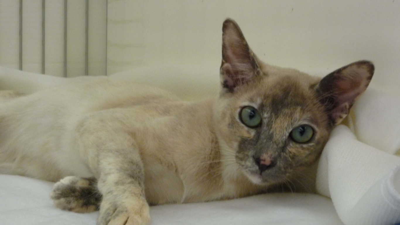 Гордая тонкинская кошка