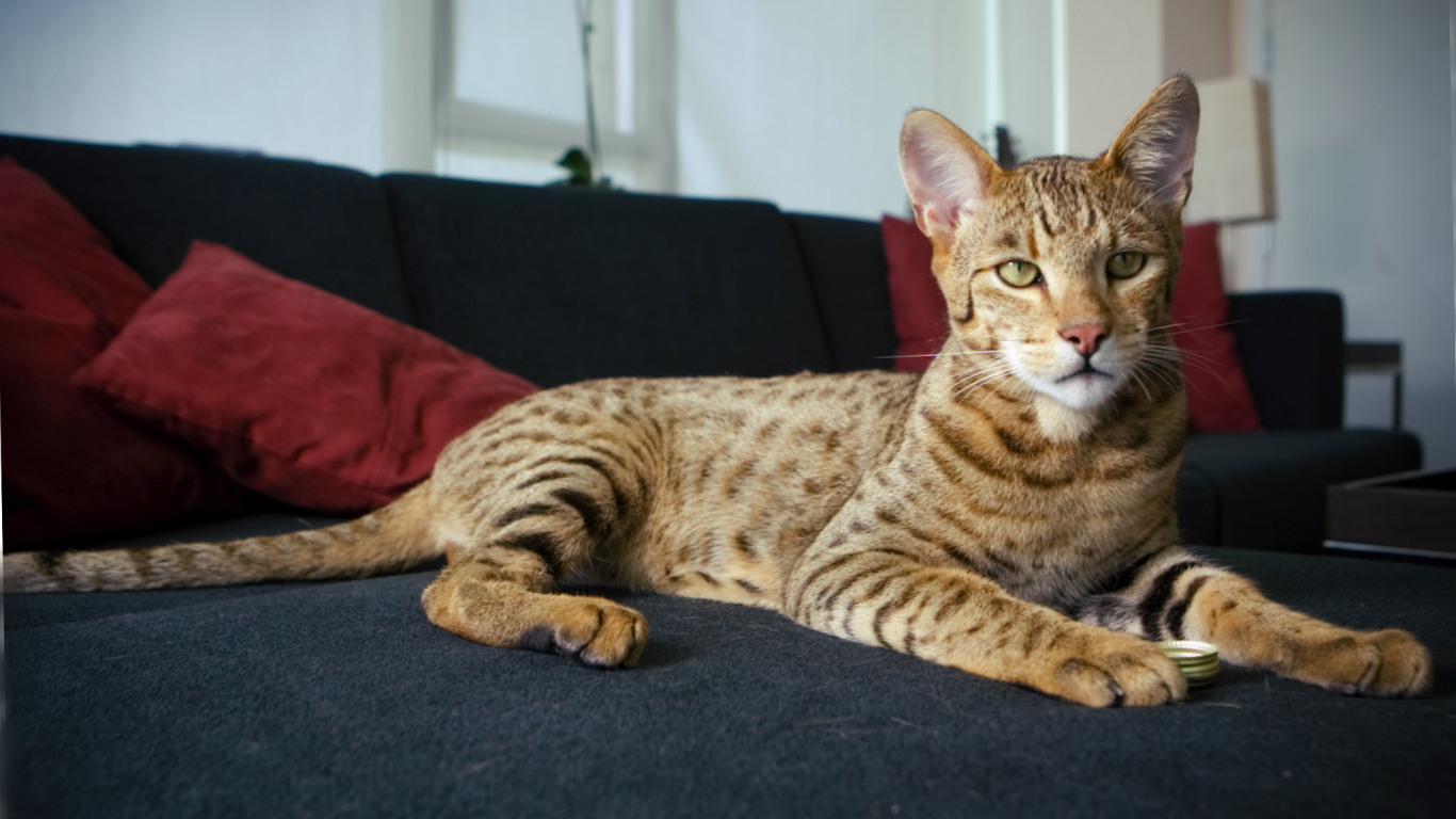 Гордая кошка саванна