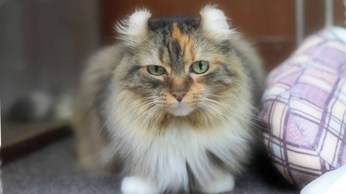 Породистый кот американский керл