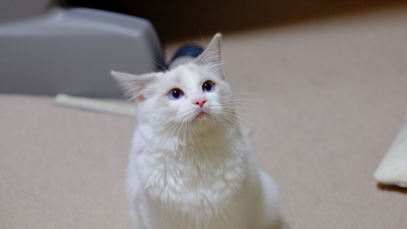 Рэгдолл смотрит вверх