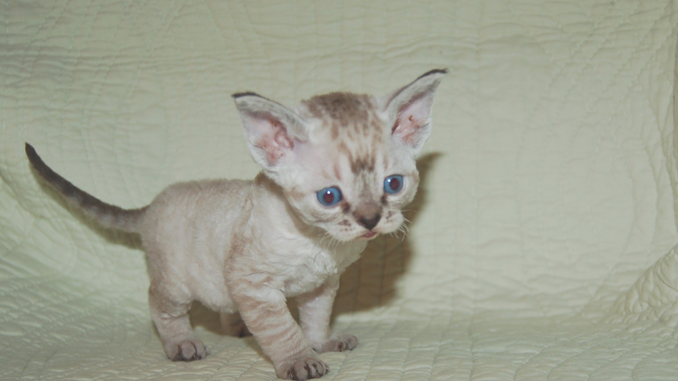 Красноглазый котенок девон-рекс