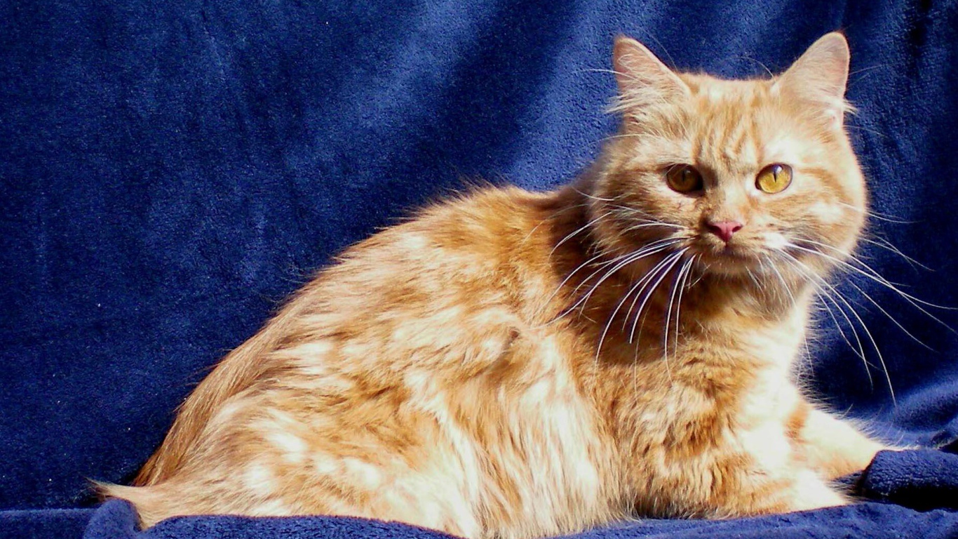 Рыжий кот кимрик