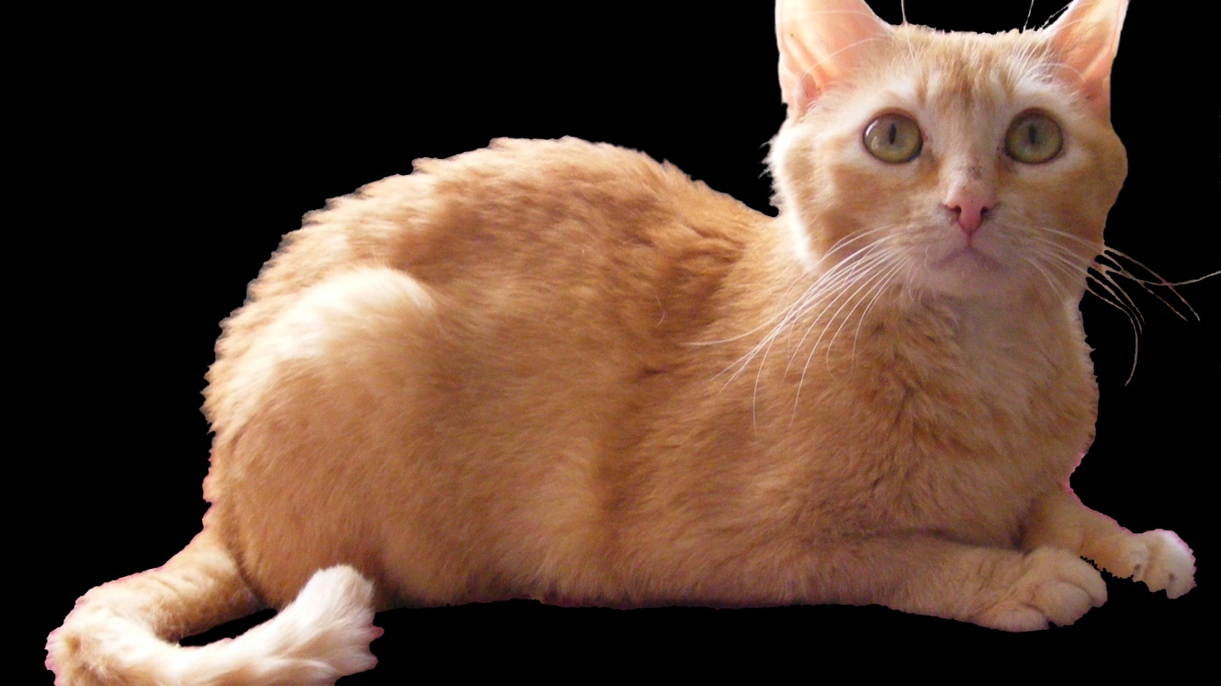 Рыжий немецкий рекс