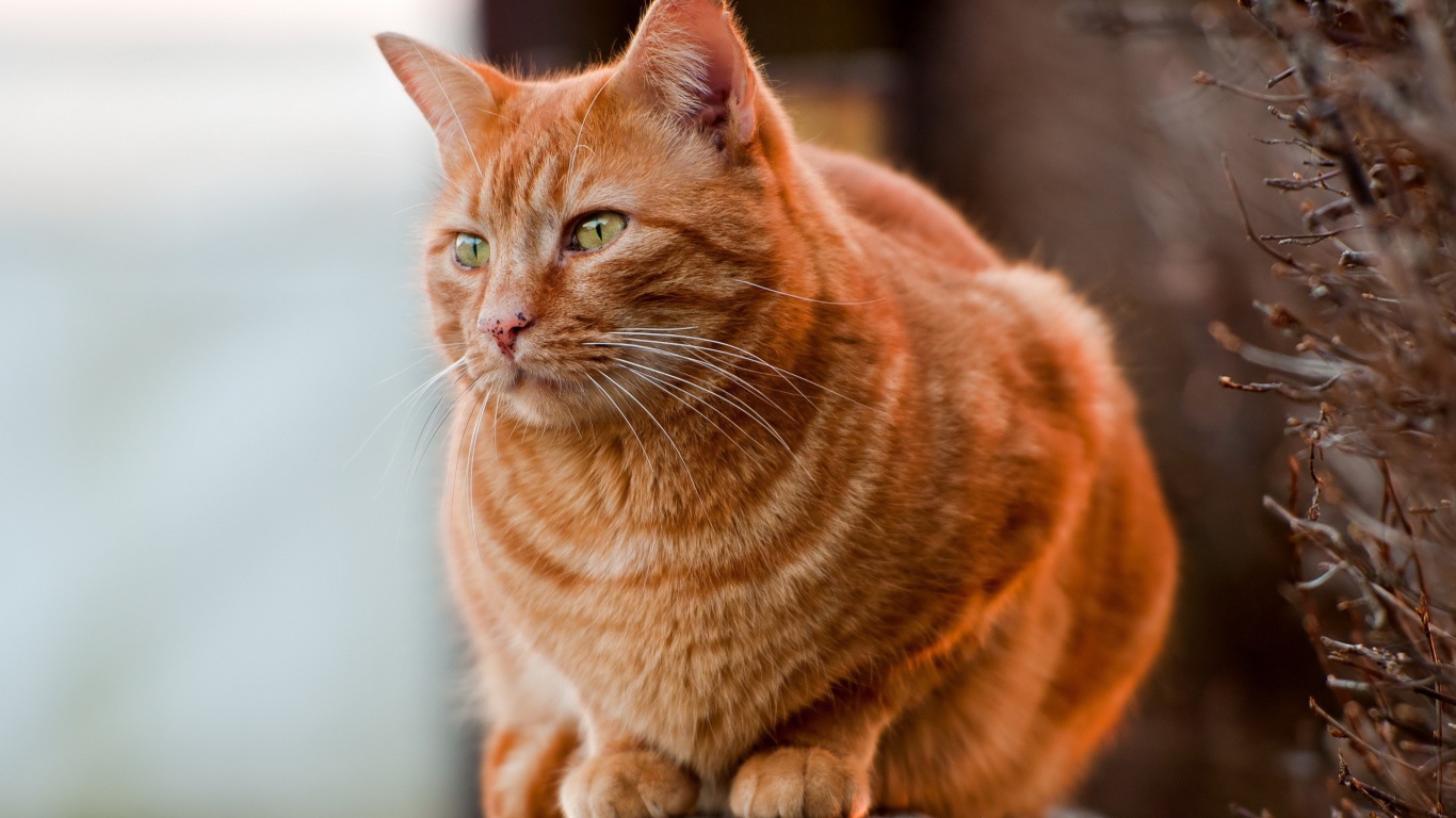 Рыжий жирный кот