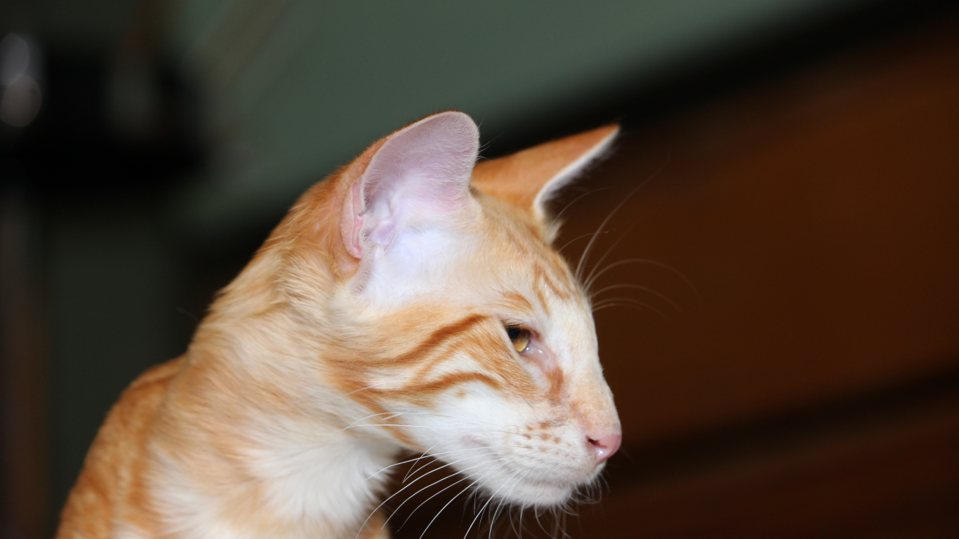 Рыжая мордочка ориентальной длинношерстной кошки