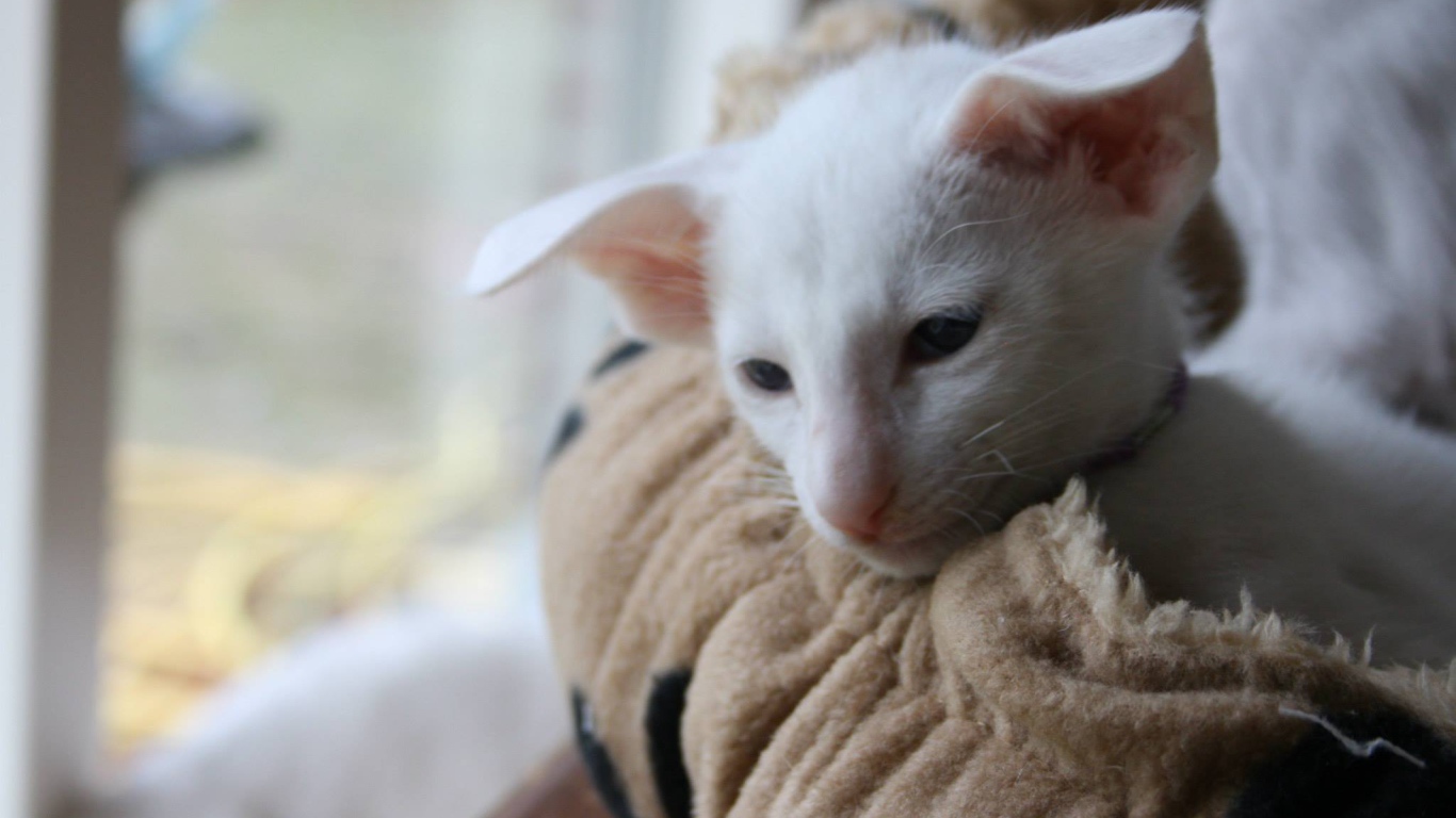 Грустный форин вайт