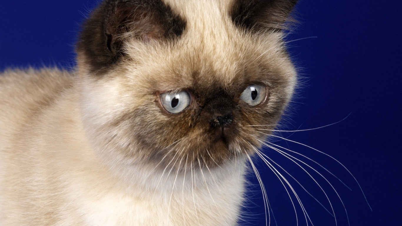 Грустная гималайская кошка