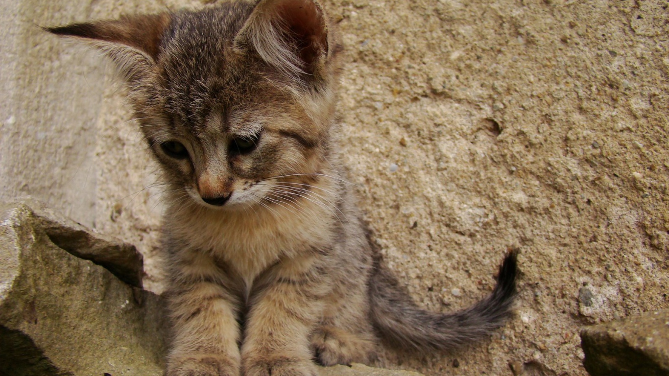 Грустный котенок пиксибоб