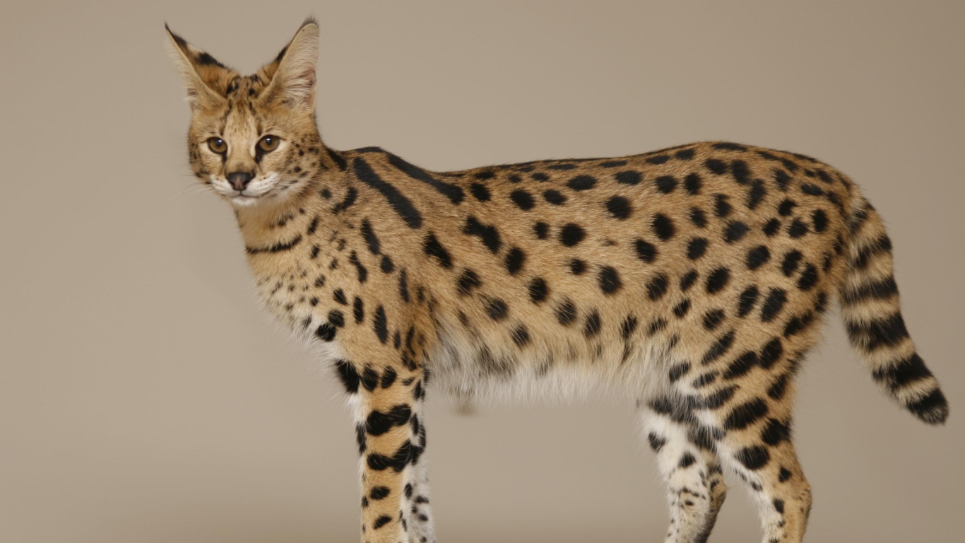 Кошка породы саванна