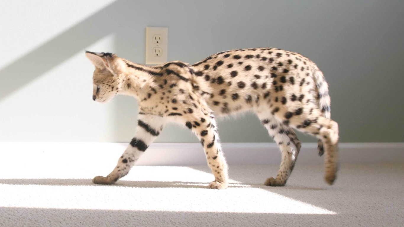 Кот саванна гуляет по квартире
