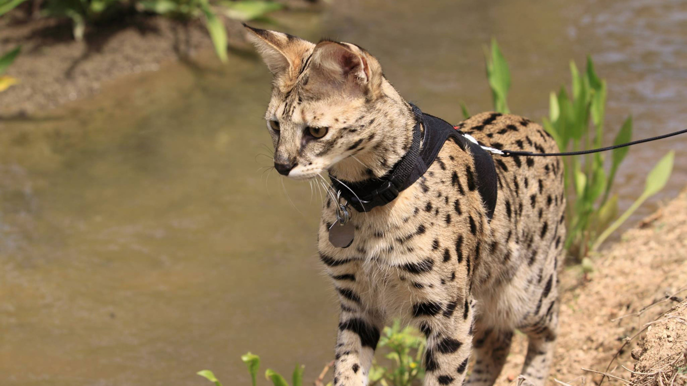 Саванна на поводке